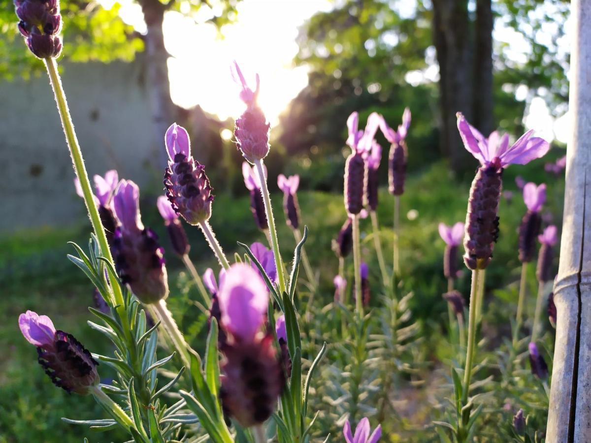 Les Gites Des Beaux Chenes Mortagne-sur-Sevre Zewnętrze zdjęcie